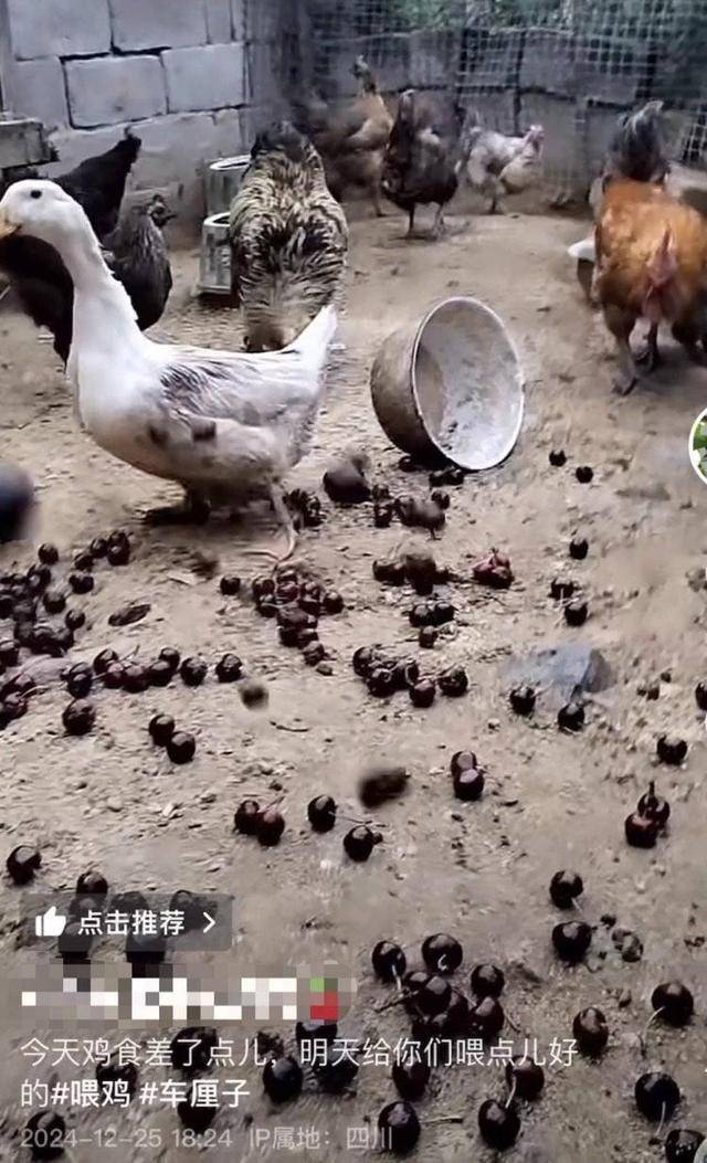 车厘子喂鸡惹争议 四川汉源果农回应:旧视频,喂鸡的是“次果”