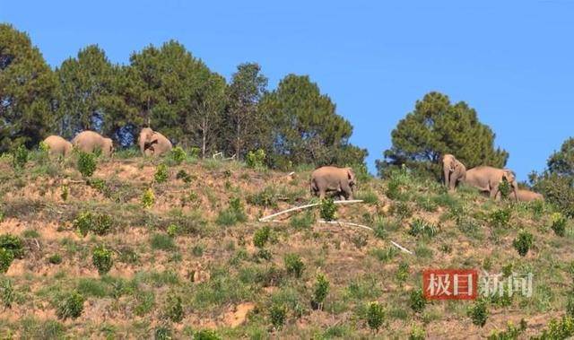 云南普洱一果园屡遭野象群破坏,“十多头一来一整天”,林草局回应