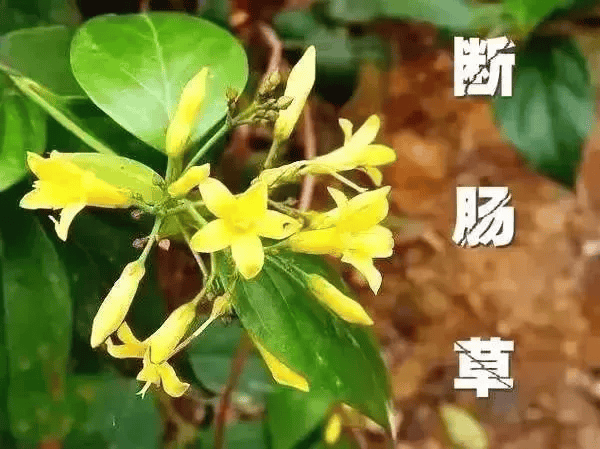 一锅汤放倒佛山一家6口 警惕:此物剧毒!